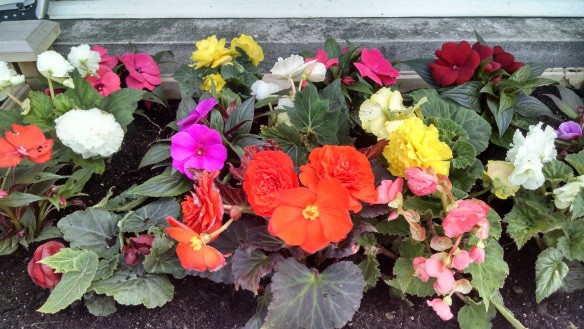 A flowerbed with colorful blooms, including red, pink, yellow, orange, purple, and white flowers, surrounded by green leaves and dark soil.