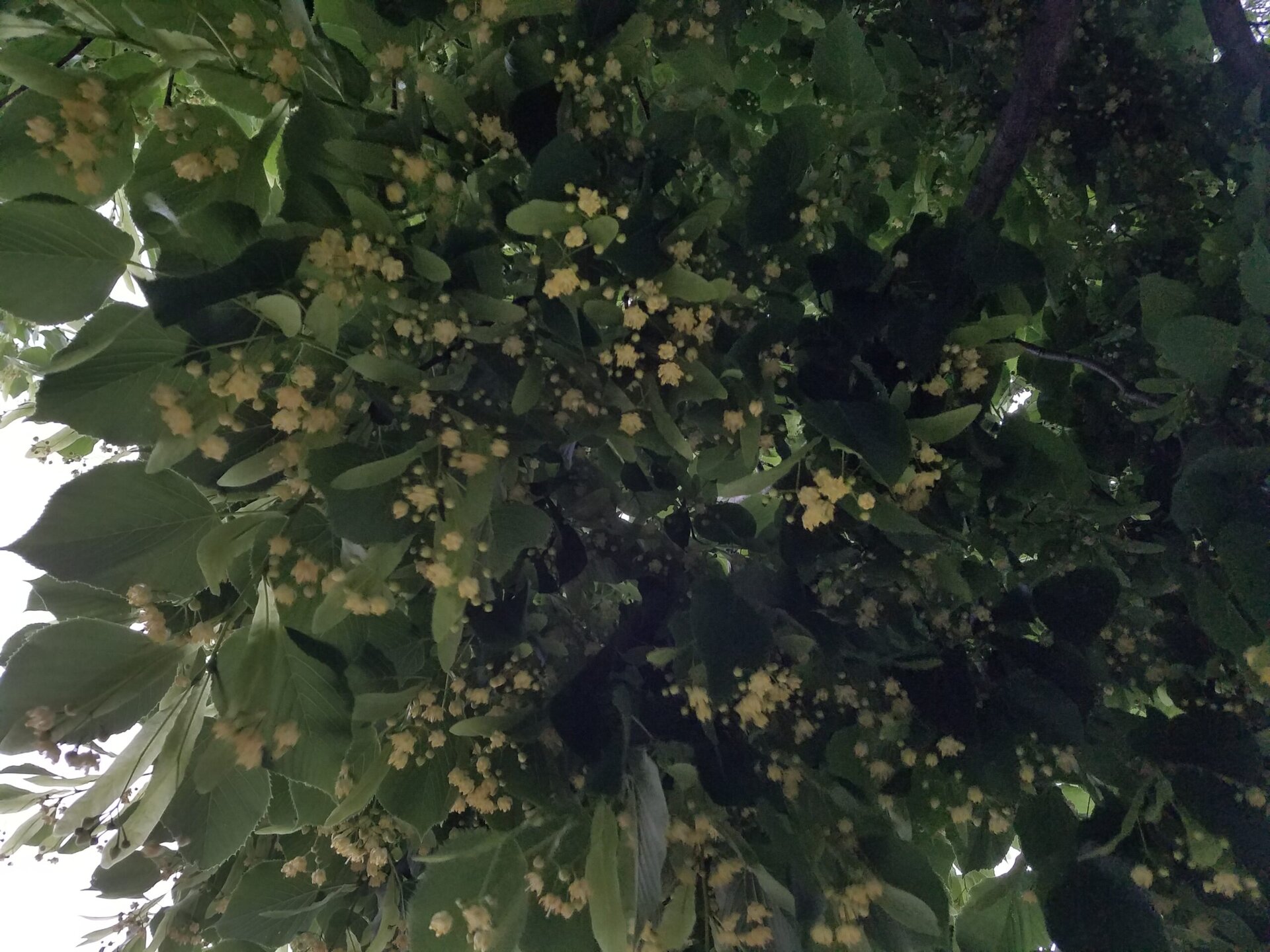 Green leaves and clusters of small yellow flowers fill the branches of a tree, viewed from below with sunlight faintly filtering through the foliage.