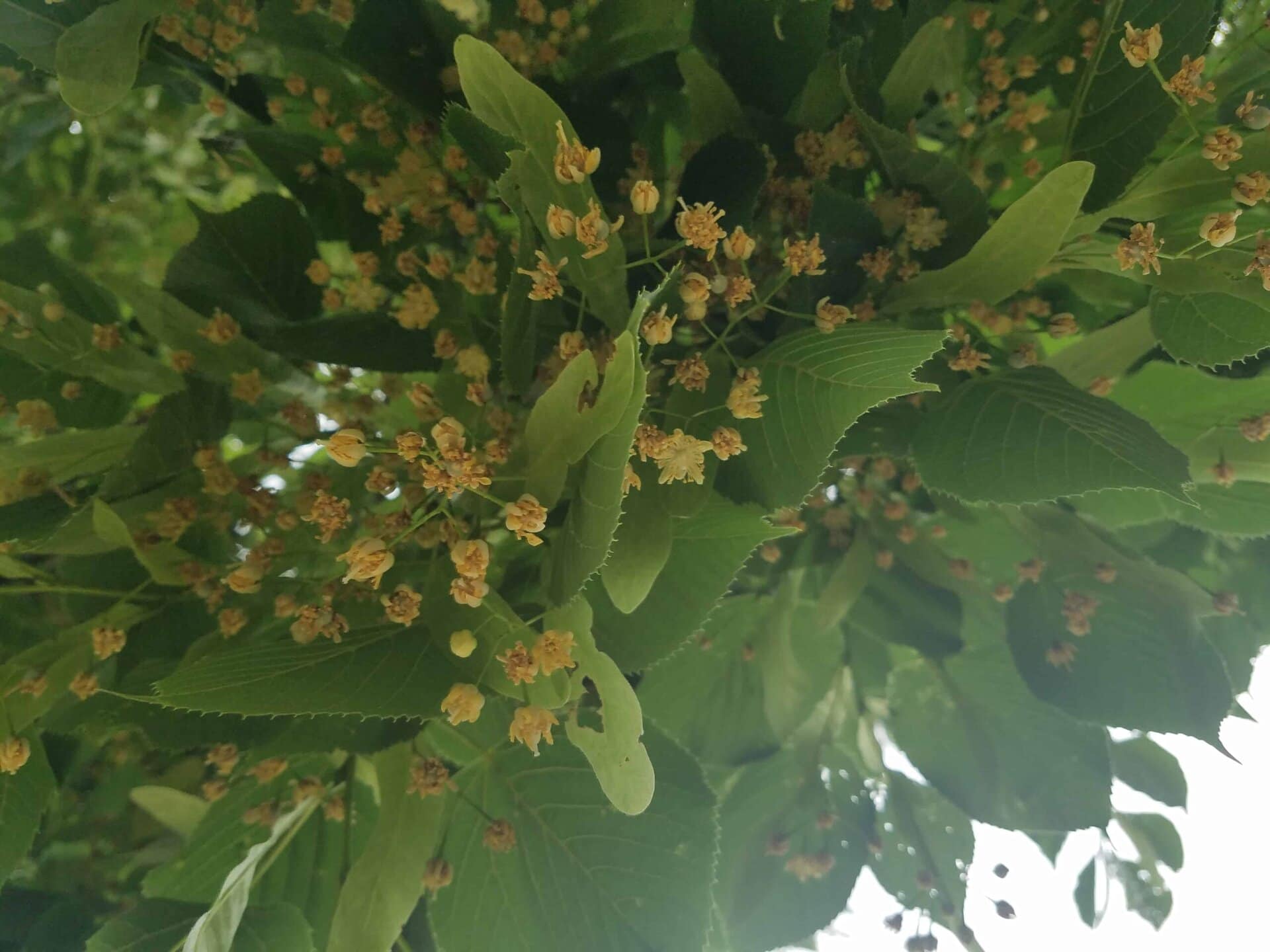 Clusters of small, yellowish flowers and bright green leaves on a tree branch, seen from below with sunlight filtering through the foliage.