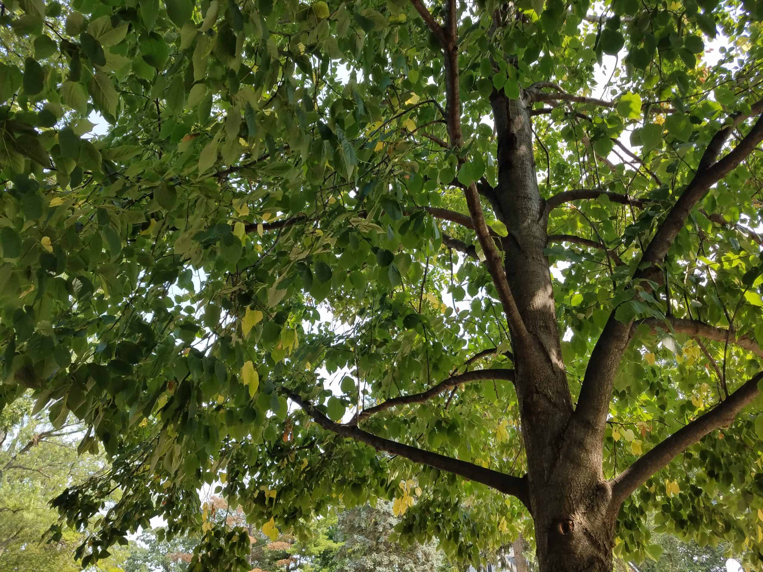 Sunlight filters through the green leaves of a tree with a thick trunk and several large branches, creating dappled light and shadows on the leaves and boughs. Other trees are faintly visible in the background.