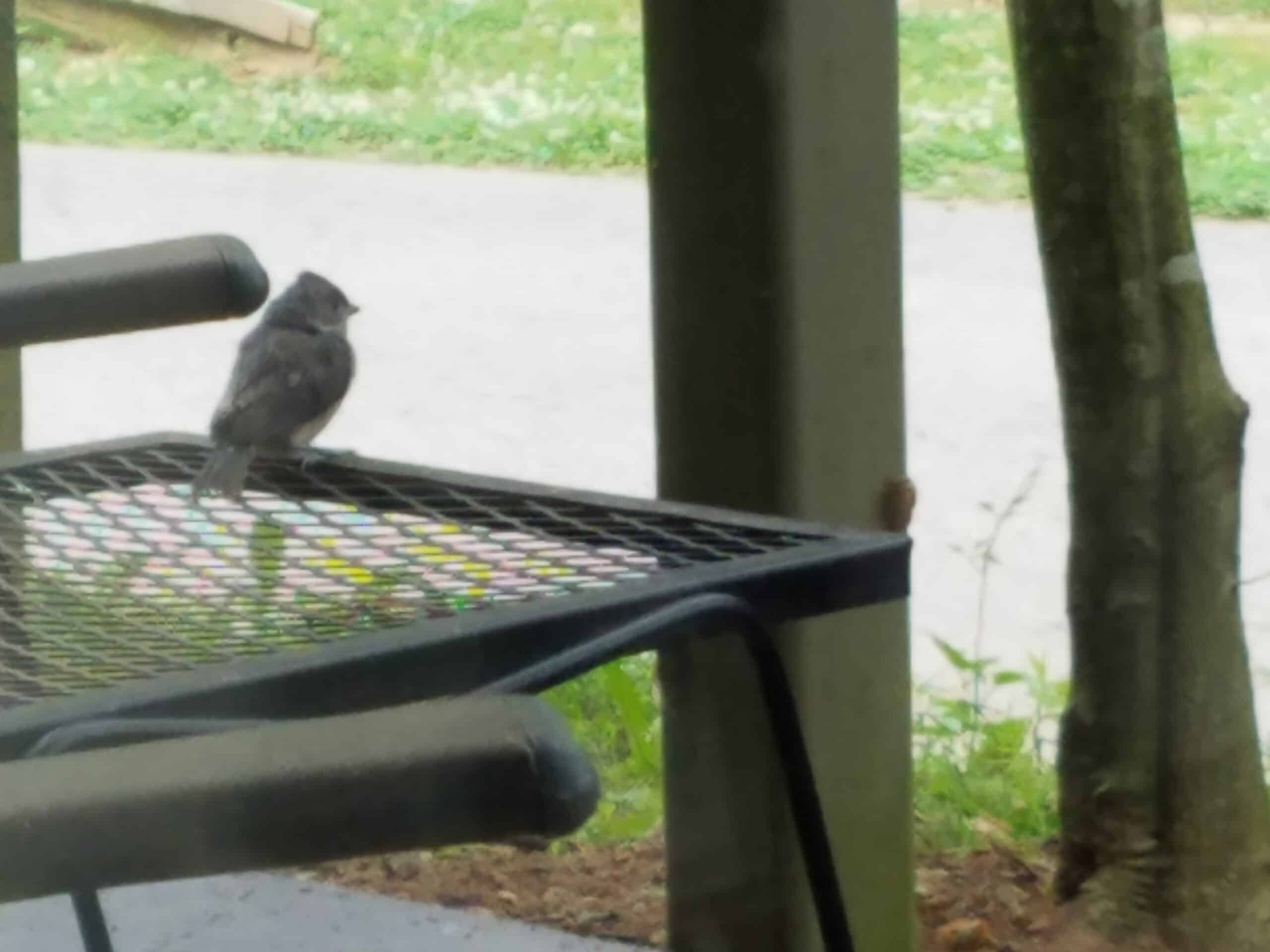A small gray bird is perched on the back of a black metal chair outdoors, near a tree and a road, with green grass in the background.