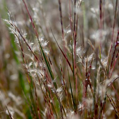 Close-up of tall, thin grass stems with wispy, feathery seed heads, softly lit and gently blurred in the background.
