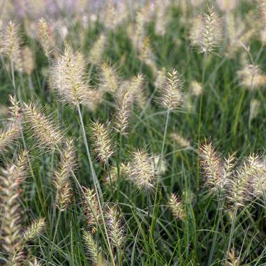 Close-up of tall, green grass with fluffy, light-colored seed heads, swaying gently in the breeze outdoors.