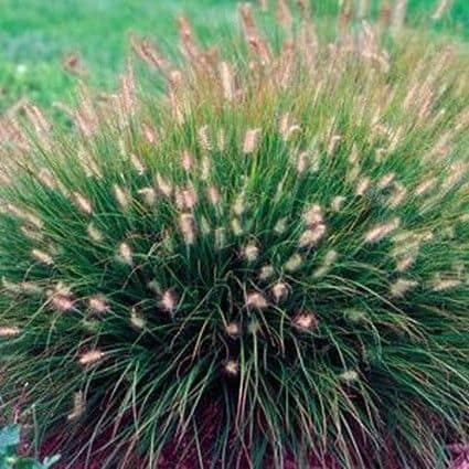 Ornamental grass with dense, spiky green blades and soft, tan-colored flower plumes, growing in a rounded clump. The background is a blurred grassy area.