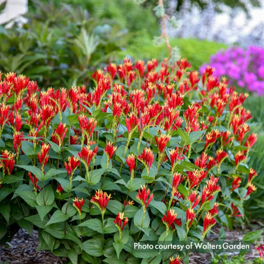 A vibrant garden bed filled with lush green plants topped with clusters of striking red and yellow flower spikes, with blurred purple flowers and greenery in the background. Photo courtesy of Walters Garden is overlaid.