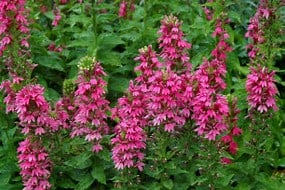 Clusters of tall, vibrant pink flowers with green leaves grow densely together in a garden setting.