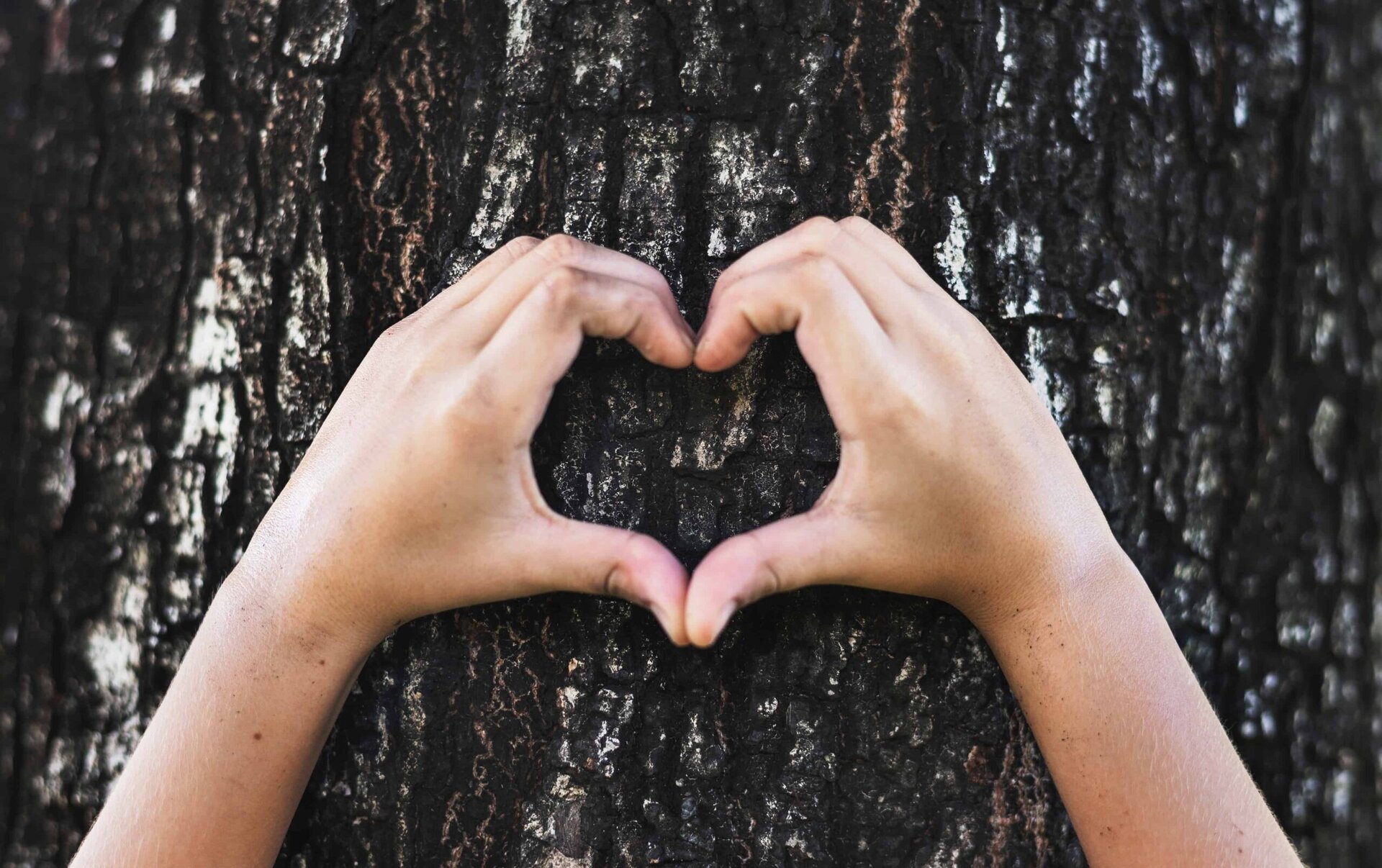 Two hands form the shape of a heart against the rough, dark bark of a tree, symbolizing love for nature and the environment.