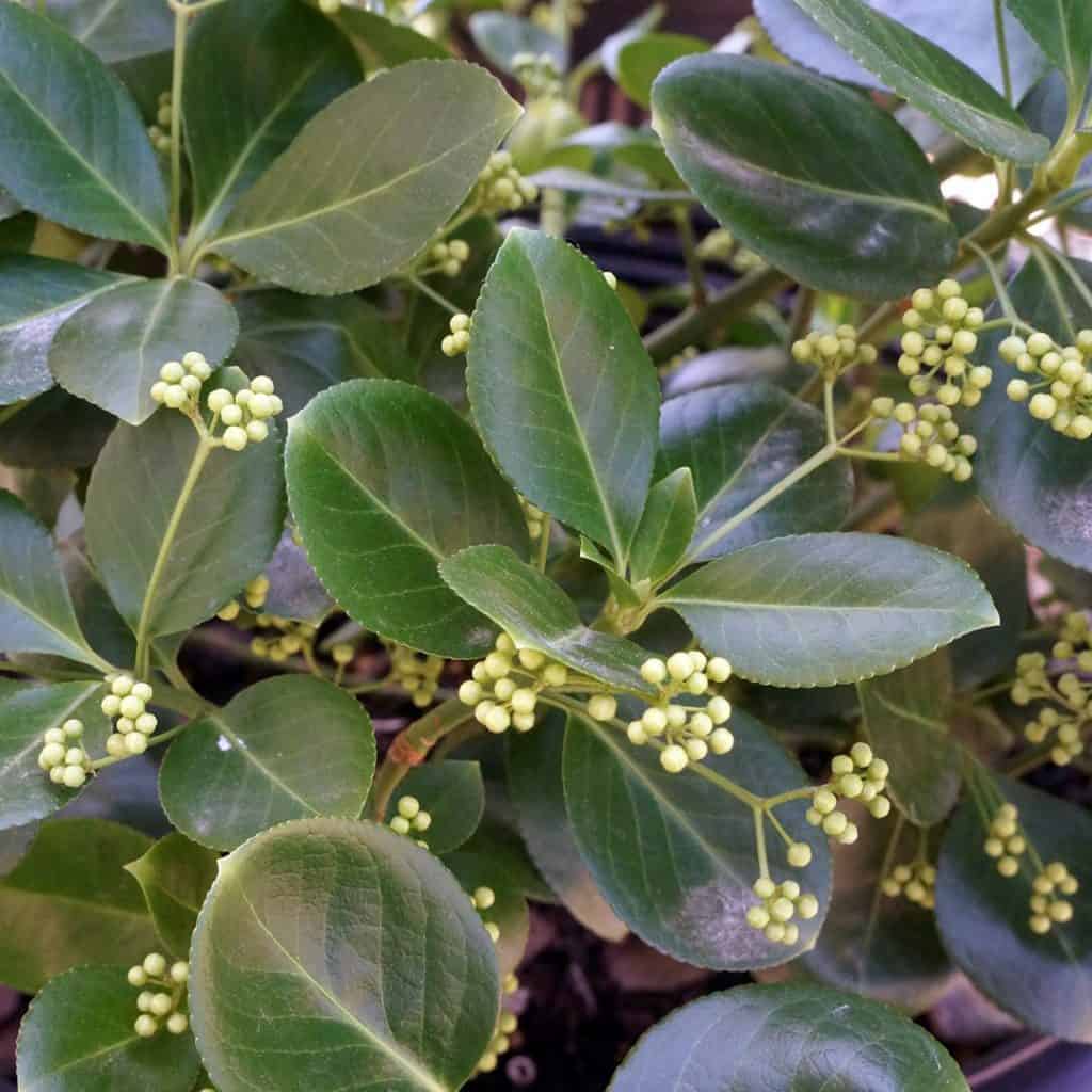 Glossy green leaves and clusters of small, round, pale green buds on a shrub, with sunlight highlighting the foliage.