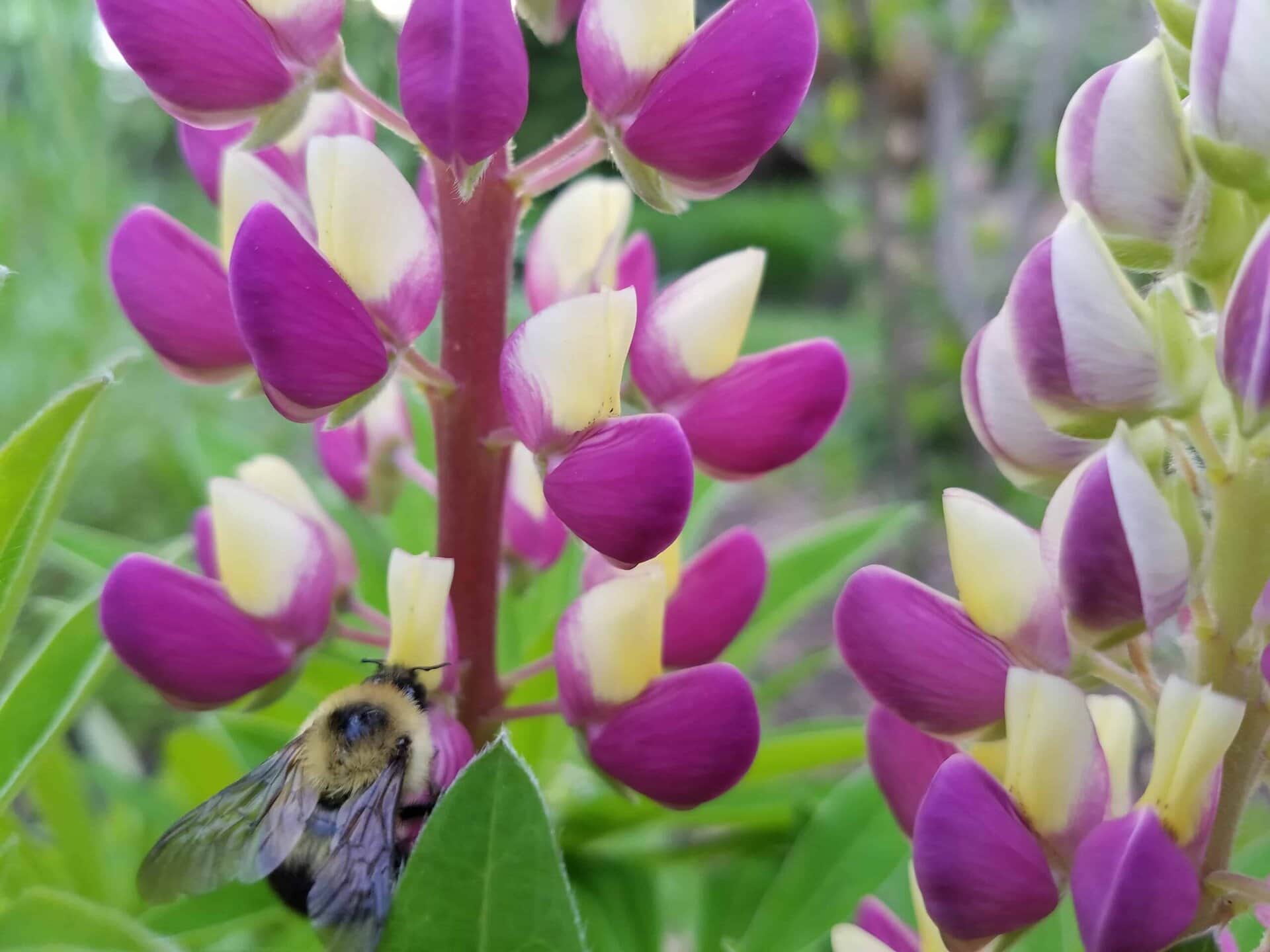 A close-up of a bumblebee on a purple and yellow lupine flower, surrounded by green leaves and blurred blossoms in the background.