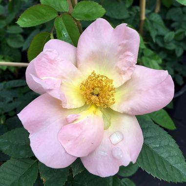 Light pink wild rose with a yellow center and visible stamens, resting on green serrated leaves. Two water droplets are on a petal. The background is blurred green foliage.