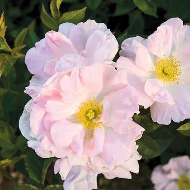 Light pink roses in bloom with delicate petals and yellow centers, surrounded by green leaves.
