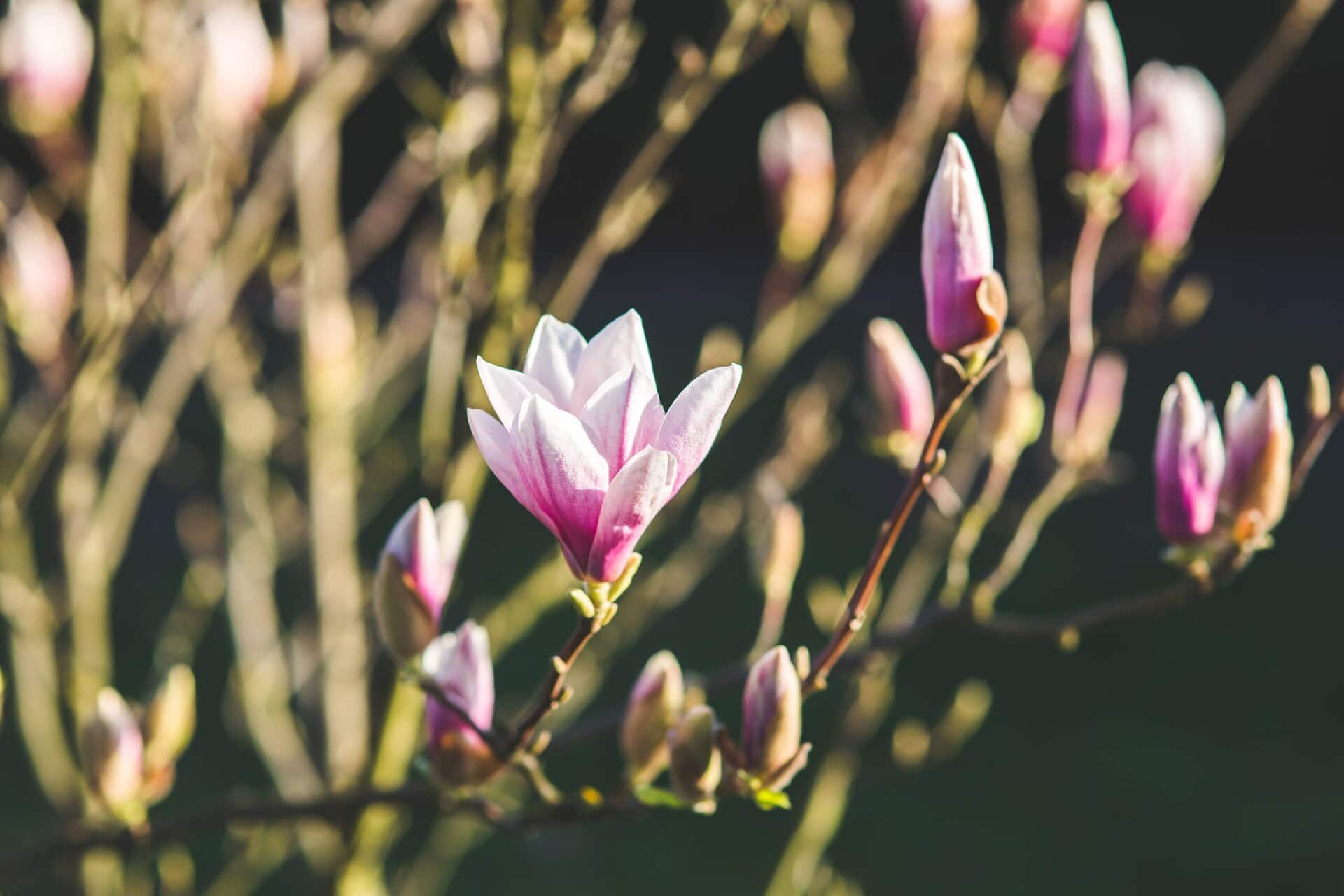 Pink and white magnolia flowers bloom on thin branches against a blurred dark green background, with sunlight highlighting the petals.