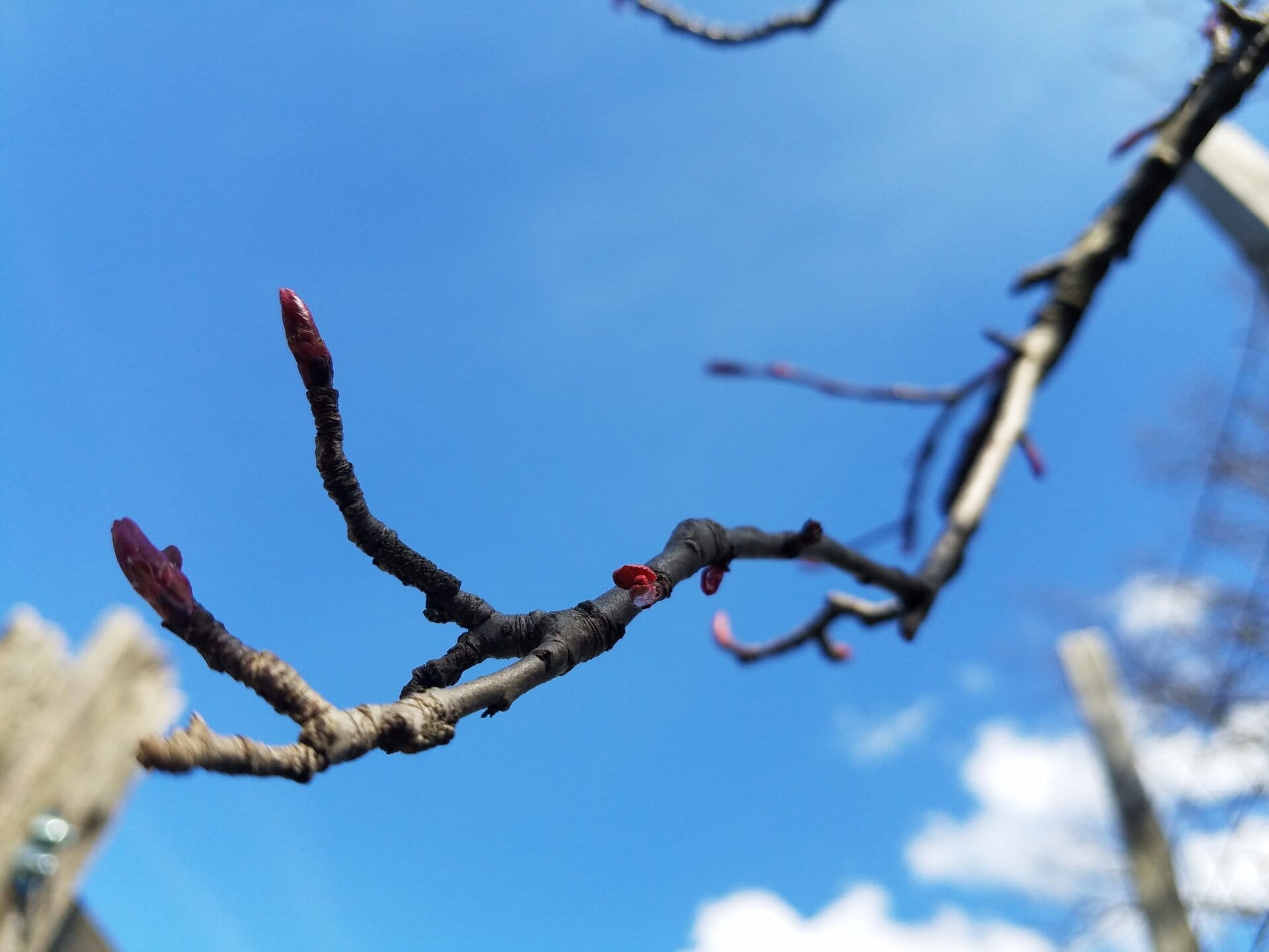 A close-up of a tree branch with red buds against a bright blue sky with a few clouds. The background is blurred, highlighting the details of the branch in the foreground.