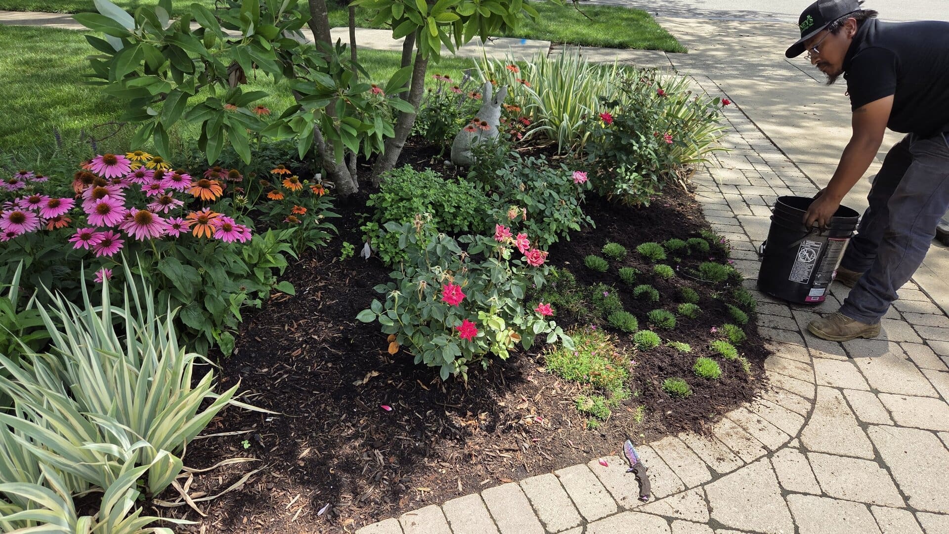 A person waters a landscaped flower bed with pink and orange flowers, green plants, and mulch beside a paved walkway on a sunny day.
