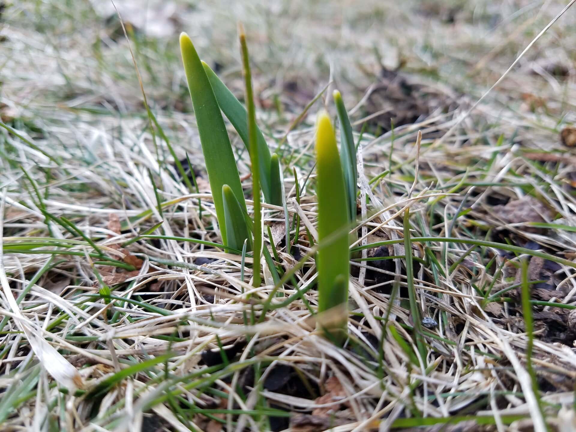 Close-up of green plant shoots emerging from dry grass and soil, signaling the early stages of growth in a natural outdoor setting.