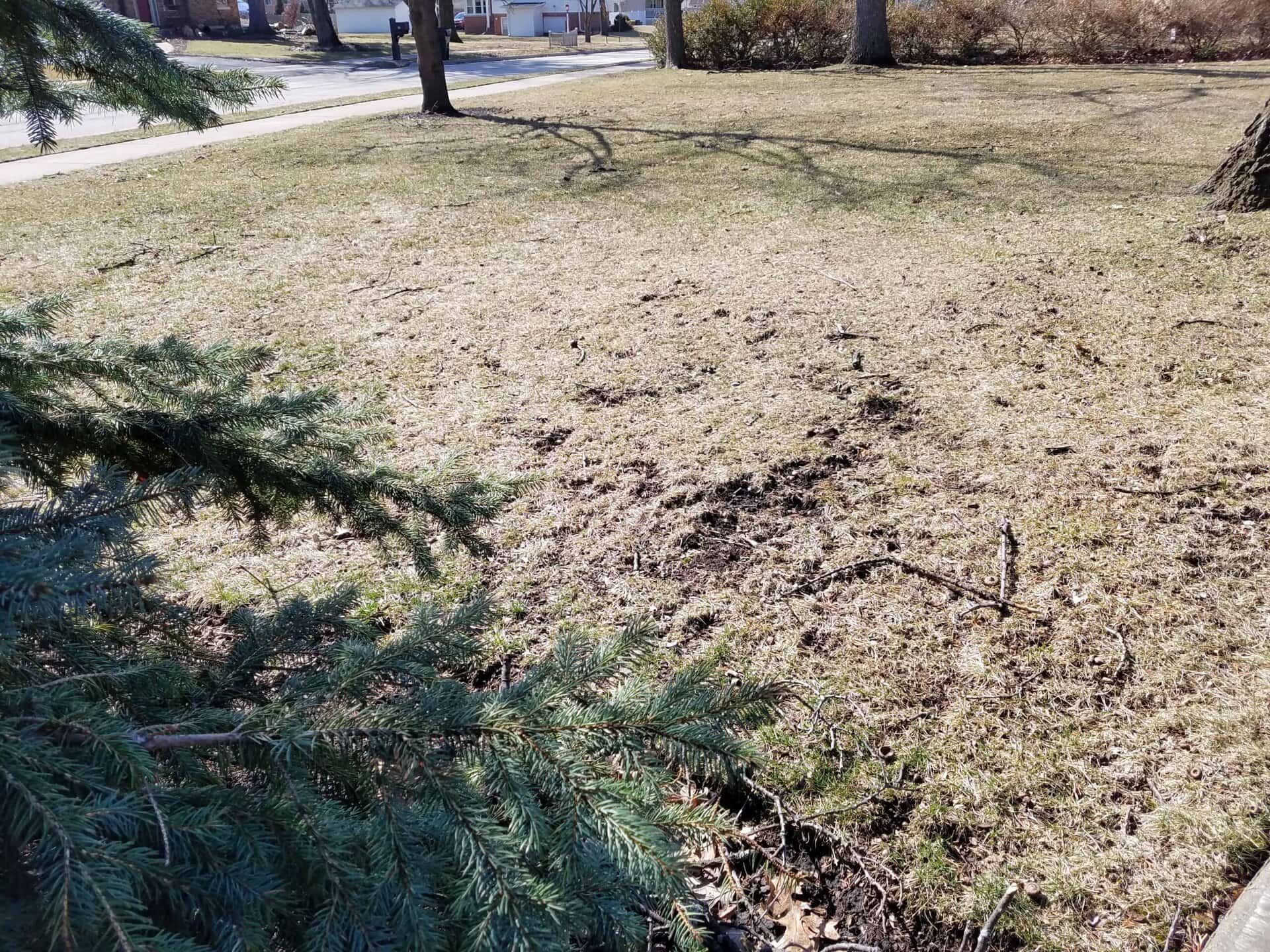 A patchy, sunlit grassy yard with shadows from nearby trees and evergreen branches in the foreground. Houses and a sidewalk are visible in the background.