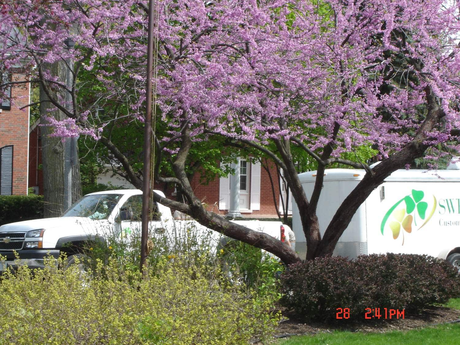 A white truck and trailer are parked near a blooming tree with pink flowers, in front of a brick building. Green bushes are in the foreground. The time and date are shown in red digits at the bottom right.