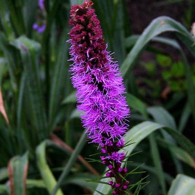 A close-up of a purple liatris flower spike with feathery blossoms, set against a background of green leaves and blurred foliage.