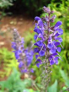 Close-up of a purple wildflower spike with small, vibrant blossoms in focus, set against a blurred green and brown natural background.