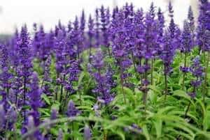 A field of vibrant purple lavender flowers in bloom, surrounded by green leaves, with more lavender stretching into the background.