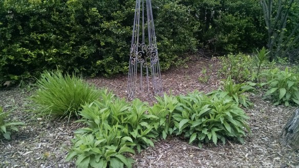 Green plants grow in mulch in front of a metal garden trellis, with dense green bushes in the background. The scene is outdoors and natural.