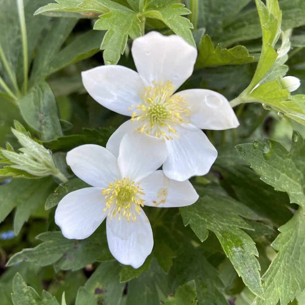 Two white anemone flowers with yellow centers are blooming among green, serrated leaves. The petals are delicate and slightly translucent, with subtle veins visible.