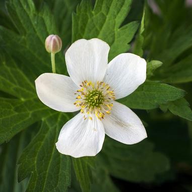 White flower with five petals and a yellow center, surrounded by green leaves and a closed bud in the background.