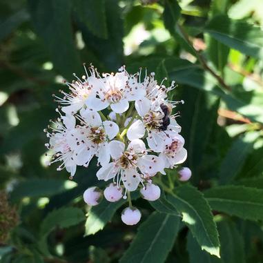 A cluster of small white flowers with pink centers, surrounded by green leaves. A black insect is perched on one of the flowers.