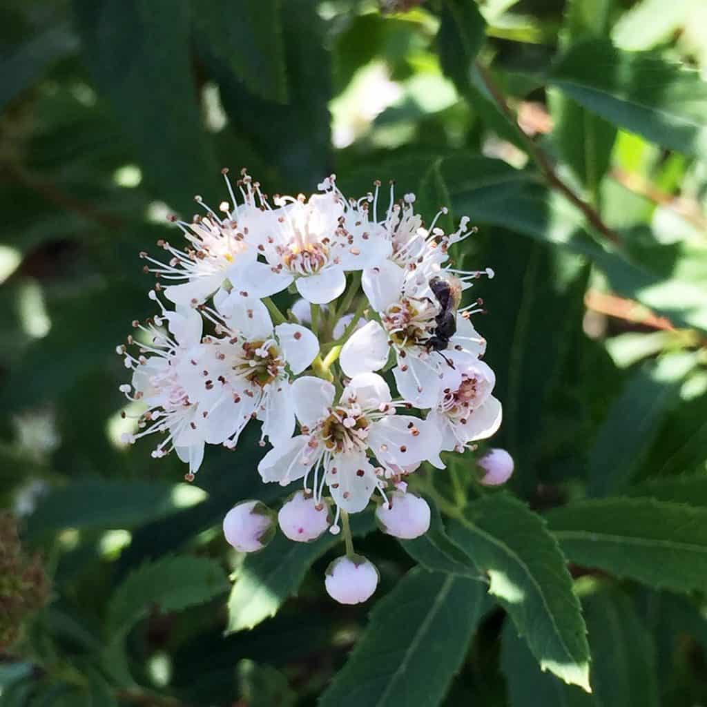 A bee collects nectar from a cluster of small white flowers with pink centers, surrounded by green leaves in sunlight.