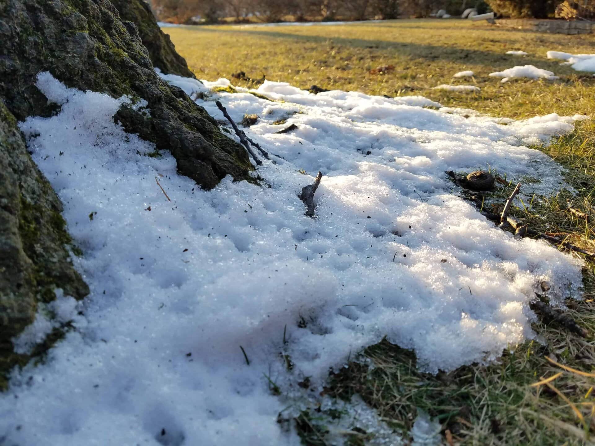 Snow partially covers the grass at the base of a tree, with sunlight casting warm light in the background and melting the snow in patches across the ground.