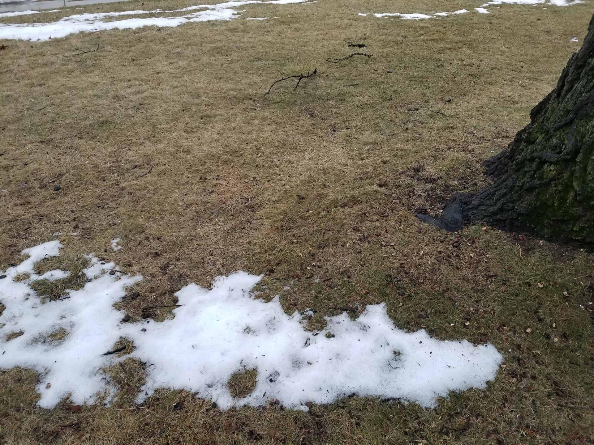 Patchy snow on brown grass with a tree trunk on the right. Small scattered twigs and sparse snow patches can be seen across the ground, indicating the end of winter or early spring.