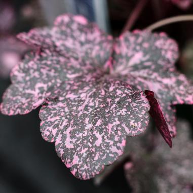Close-up of a single leaf with mottled pink and dark green coloring, showing a scalloped edge and a soft texture. The background is blurred, highlighting the unique leaf pattern.