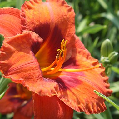 A close-up of a vibrant orange daylily flower with yellow and red accents, surrounded by green foliage and flower buds in the background.