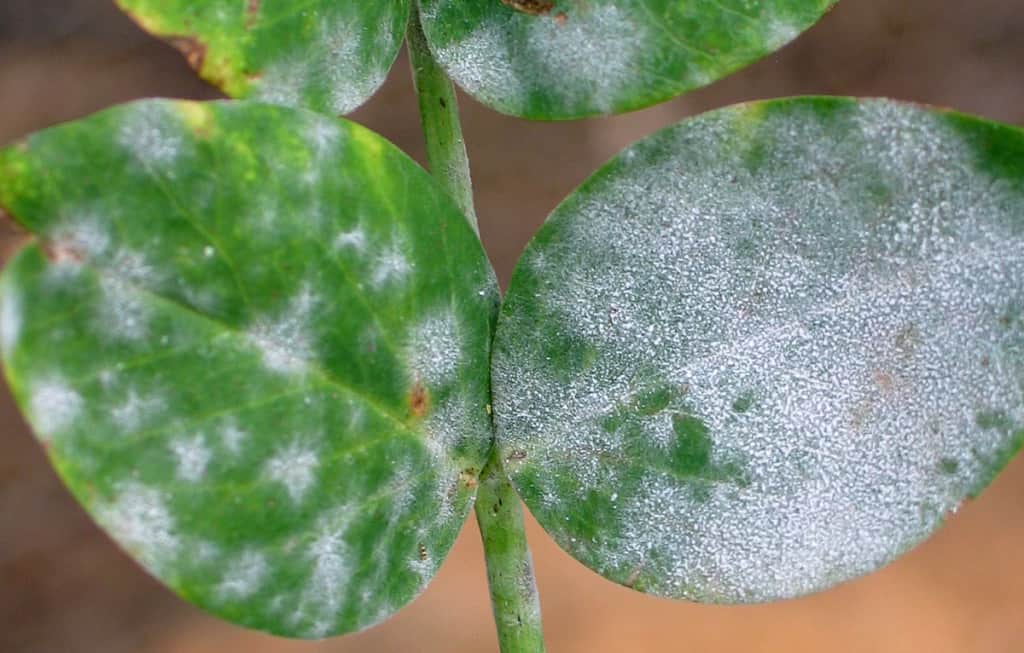 Close-up of green leaves covered in a white, powdery substance, indicating a plant disease such as powdery mildew.