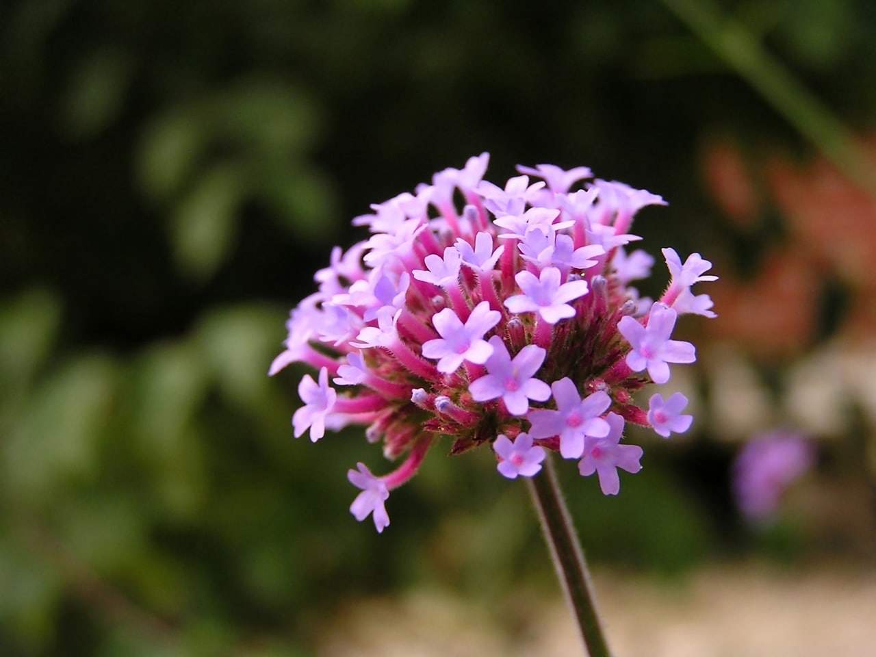 A close-up of a cluster of small, purple flowers with green foliage blurred in the background.