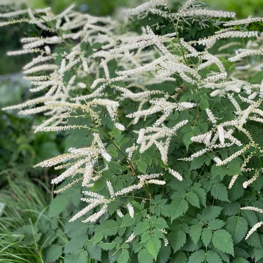 Feathery white flower spikes bloom above lush green, serrated leaves on a large outdoor plant, set against a blurred garden background.