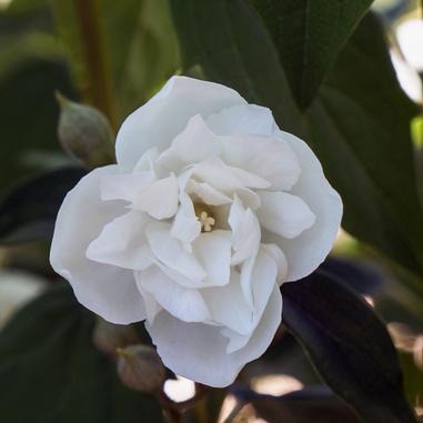 A close-up of a white camellia flower in bloom, surrounded by green leaves and flower buds in the background.