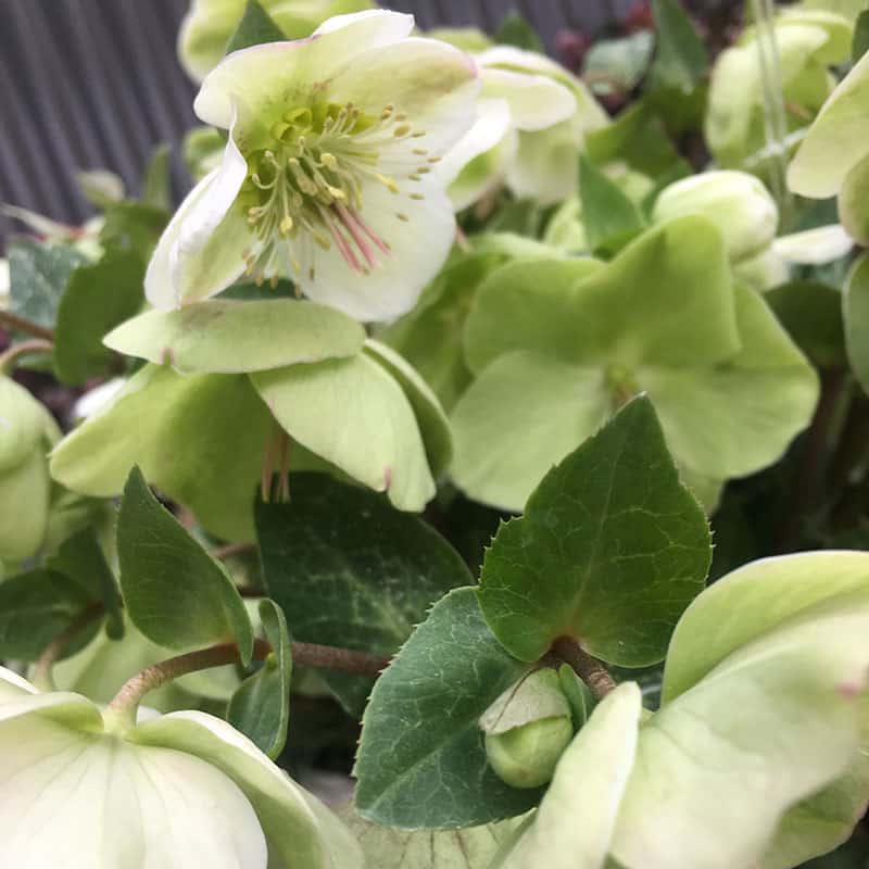 Close-up of pale green and white hellebore flowers with prominent stamens, surrounded by dark green leaves. The background appears blurred, highlighting the flowers in the foreground.
