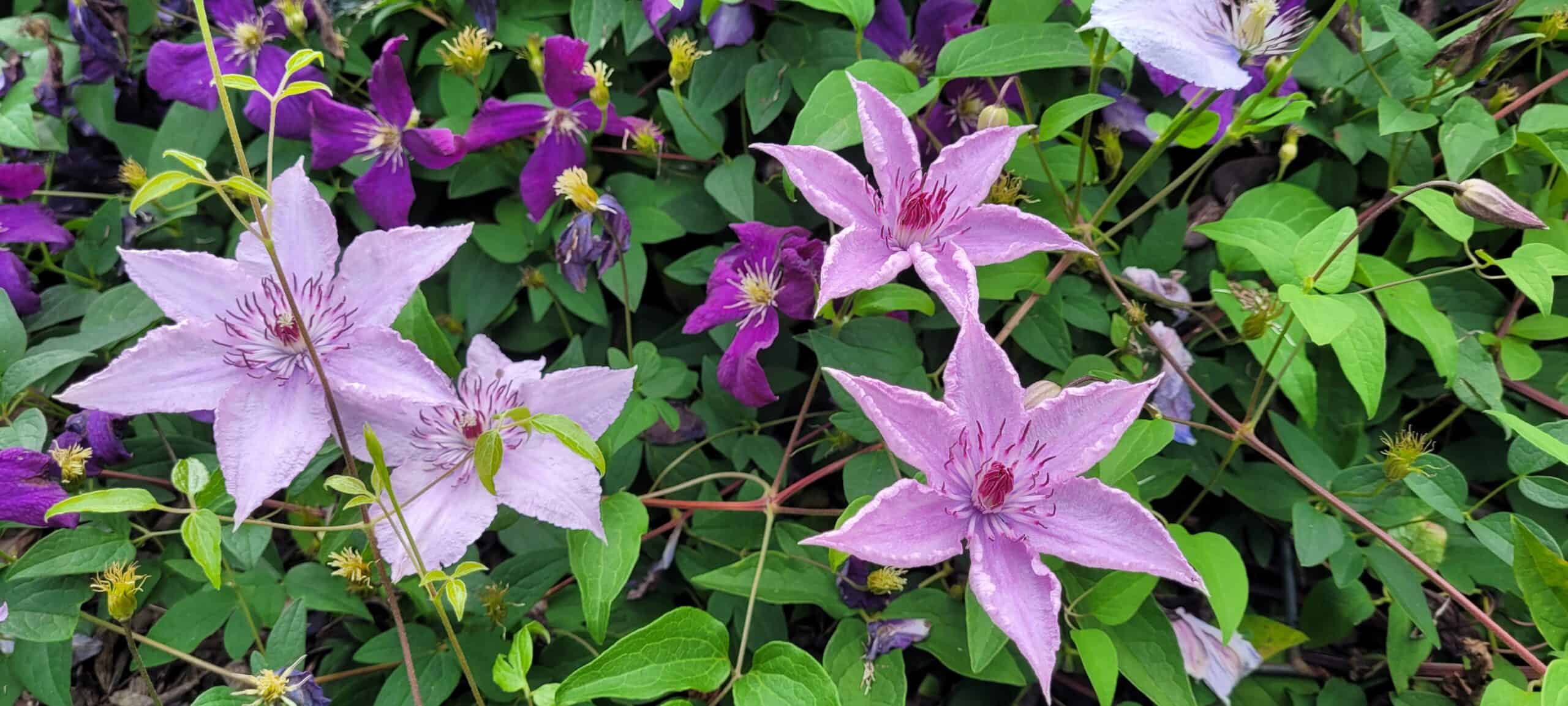 Pink and purple clematis flowers with star-shaped petals bloom among green leaves, creating a vibrant and colorful garden scene.