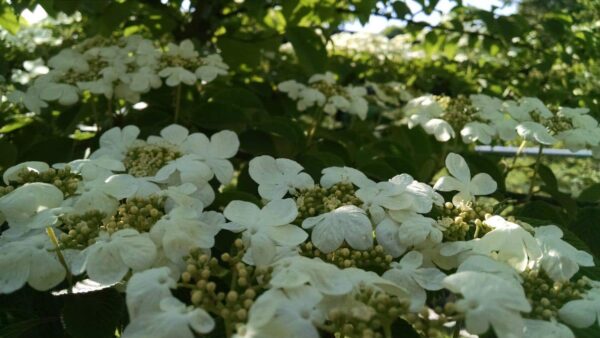 Clusters of white flowers with green buds and leaves are illuminated by sunlight, creating a bright and natural outdoor scene with soft shadows and vibrant greenery in the background.