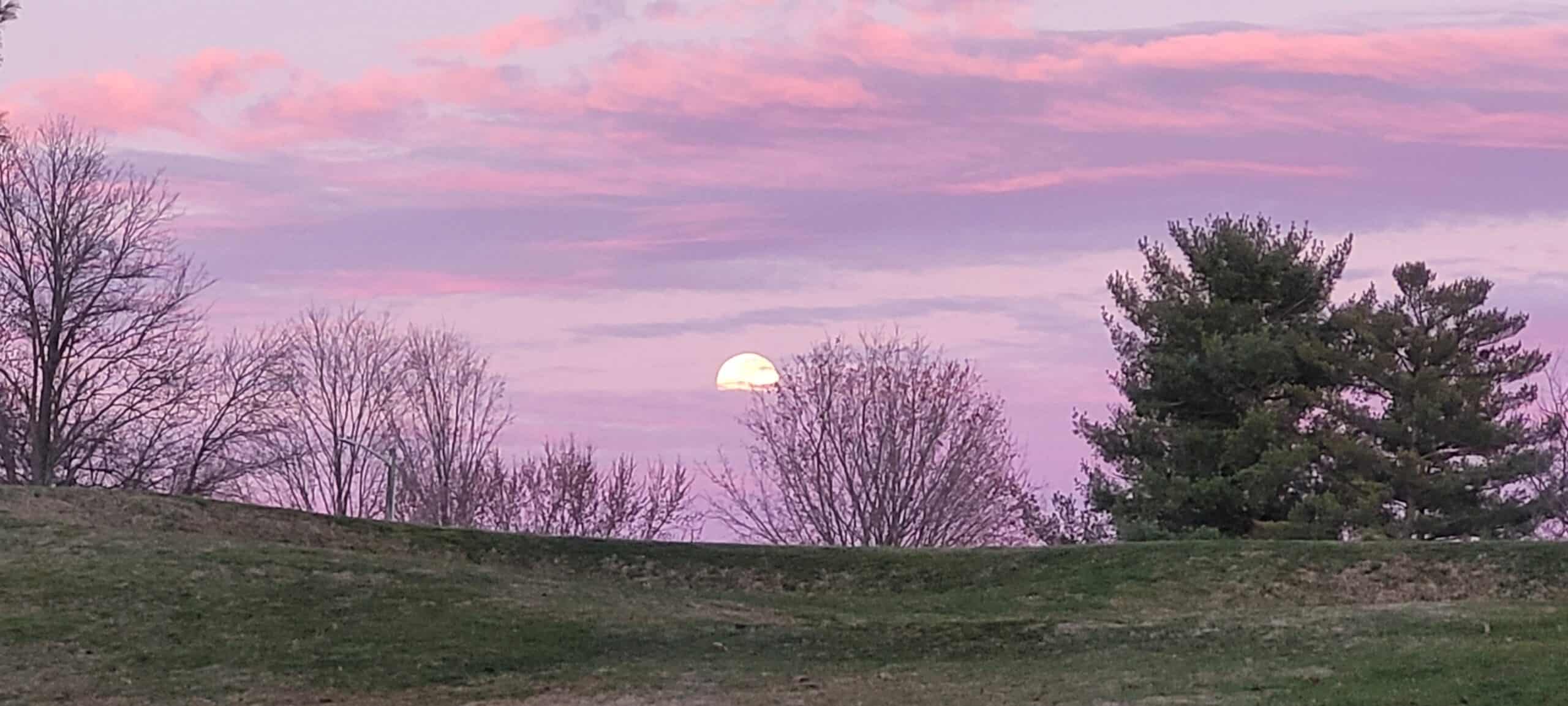 The sun sets behind leafless trees and a pine tree, casting a pink and purple glow in the sky over a grassy landscape.