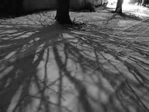 Shadows of tree branches stretch across a snowy ground in black and white, creating an intricate, web-like pattern.