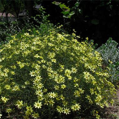 A bushy plant with many small, yellow daisy-like flowers spreads out in a garden with green foliage in the background.