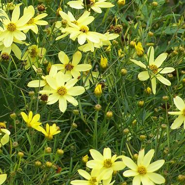 Yellow wildflowers with thin green stems and leaves fill the image. Some flowers are fully open while others are still in bud form, creating a lively, natural scene.