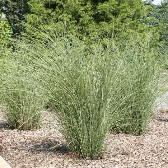 Three clumps of tall, narrow ornamental grasses grow in mulch, with green trees and a path visible in the background.