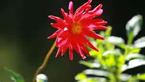 A bright red flower with spiky petals stands out against a blurred green background.