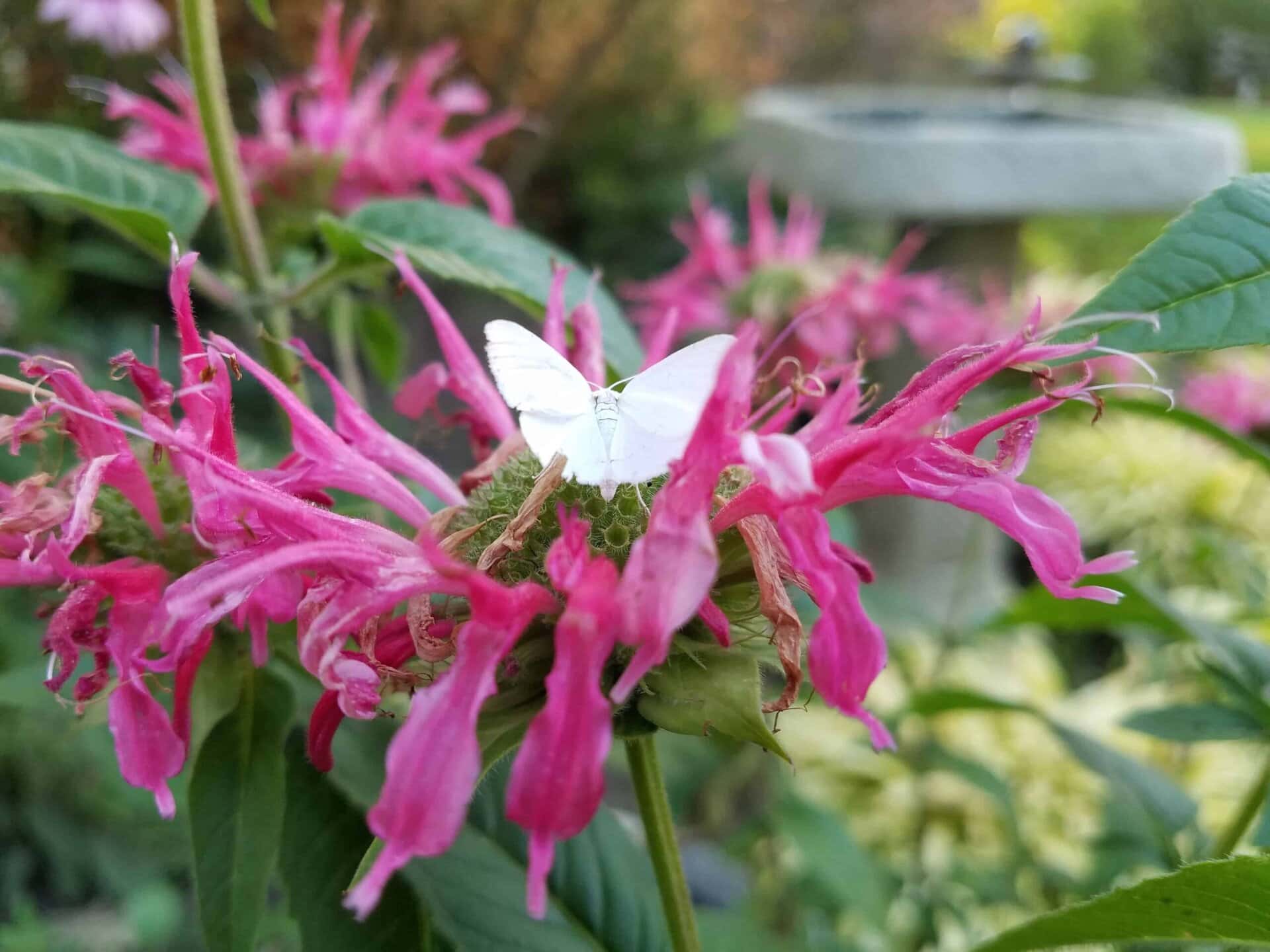 A small white butterfly rests on a vibrant pink flower, surrounded by green leaves and more pink blooms in a sunlit garden.