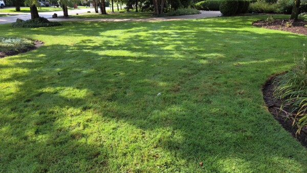 A sunlit green lawn with patches of brown grass, surrounded by bushes and trees casting shadows. A driveway and street are visible in the background.