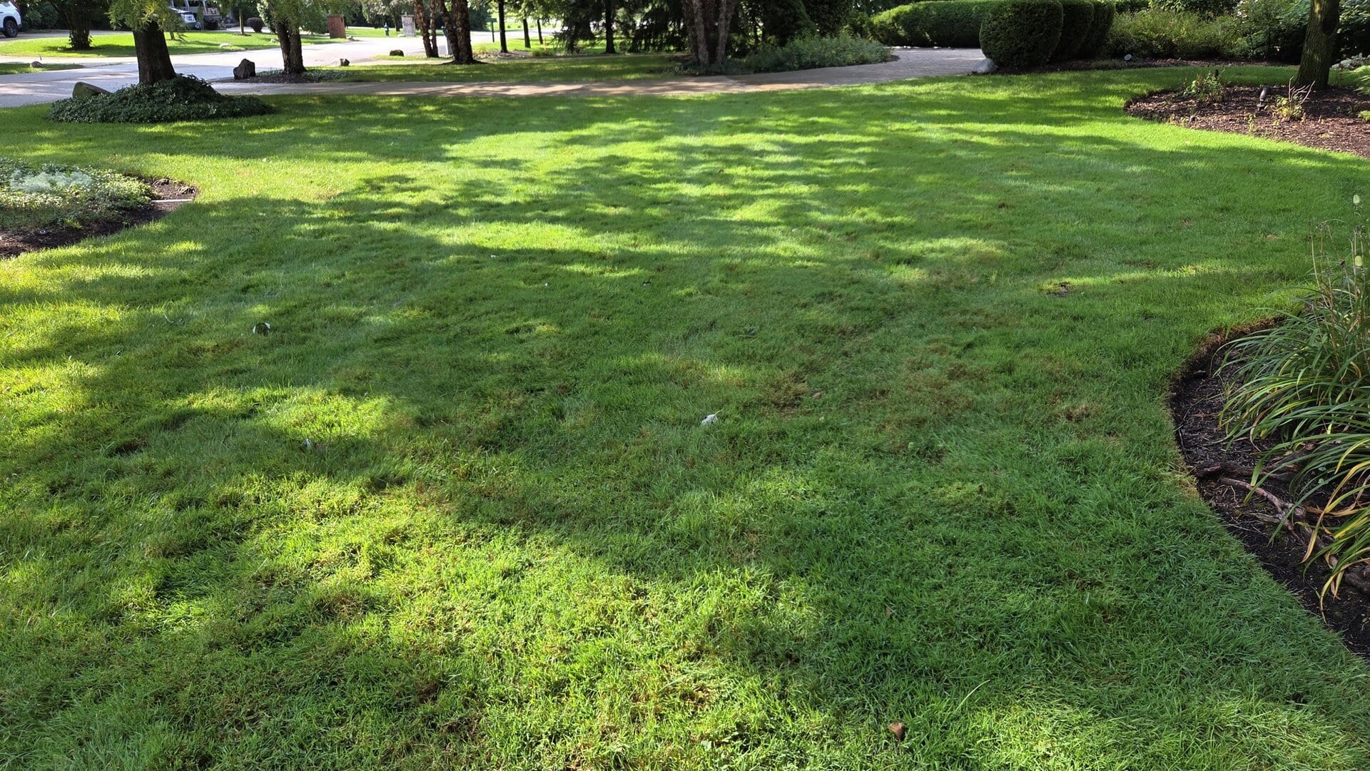 A sunlit green lawn with patches of brown grass, surrounded by bushes and trees casting shadows. A driveway and street are visible in the background.