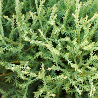 Close-up of green, needle-like foliage of a plant, with dense, bushy branches growing in various directions. The leaves are narrow, pointed, and overlapping, creating a textured appearance.